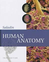 Human Anatomy